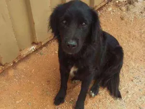 Cachorro raça SRD idade 1 ano nome bilu