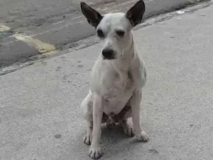 Cachorro raça Vira lata idade 3 anos nome Tedy