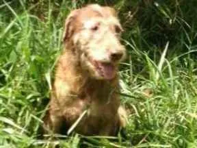 Cachorro raça SRD idade 4 anos nome PEOPLE