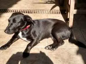 Cachorro raça Srd idade 1 ano nome Não sei