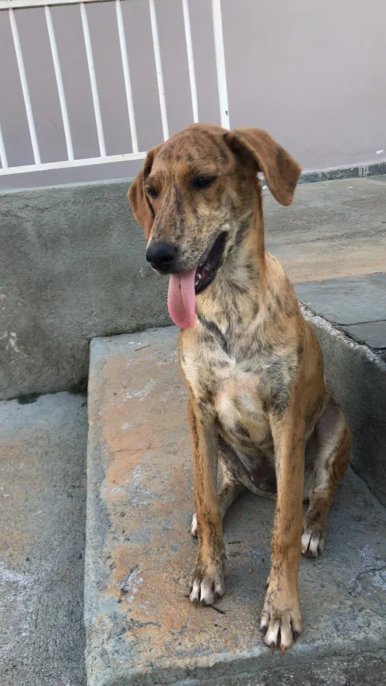 Cachorro ra a SRD idade 2 a 6 meses nome Bob