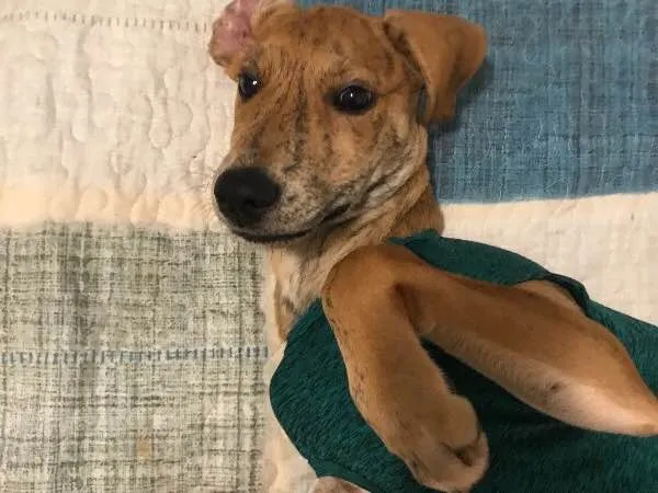 Cachorro ra a SRD idade 2 a 6 meses nome Bob