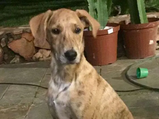 Cachorro ra a SRD idade 2 a 6 meses nome Bob