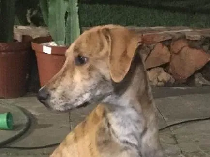 Cachorro ra a SRD idade 2 a 6 meses nome Bob