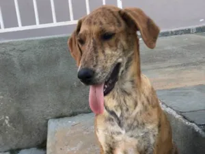 Cachorro raça SRD idade 2 a 6 meses nome Bob