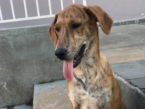 Cachorro ra a SRD idade 2 a 6 meses nome Bob