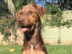 Cachorro raça SRD idade 7 a 11 meses nome Frida