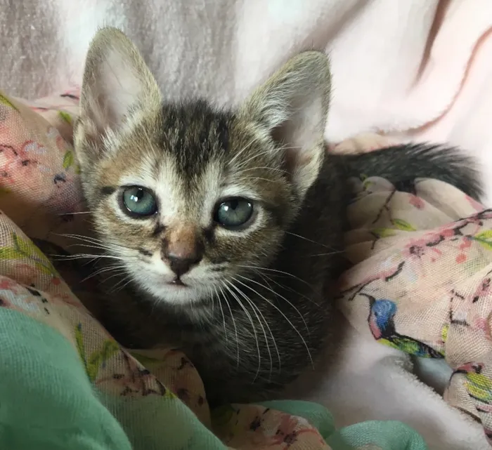 Gato ra a SRD idade 2 a 6 meses nome PATTY