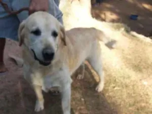 Cachorro raça Labrador idade 5 anos nome Pegasus