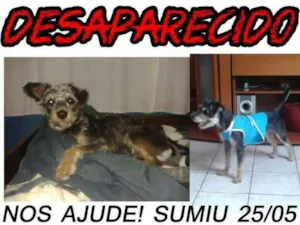 Cachorro raça Mestiço pinther com sinauzer idade 1 ano nome Pretinho