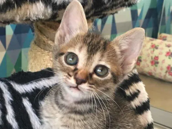 Gato ra a SRD idade 2 a 6 meses nome PATTY