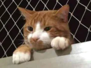 Gato raça  idade 2 anos nome CHIVAS