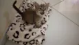 Fofinho