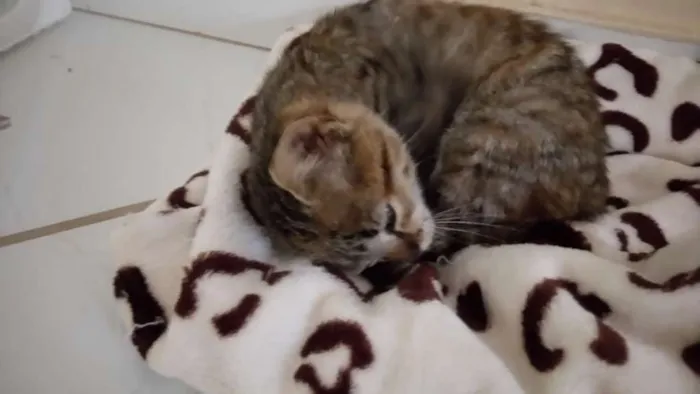 Gato raça srd idade Abaixo de 2 meses nome Fofinho