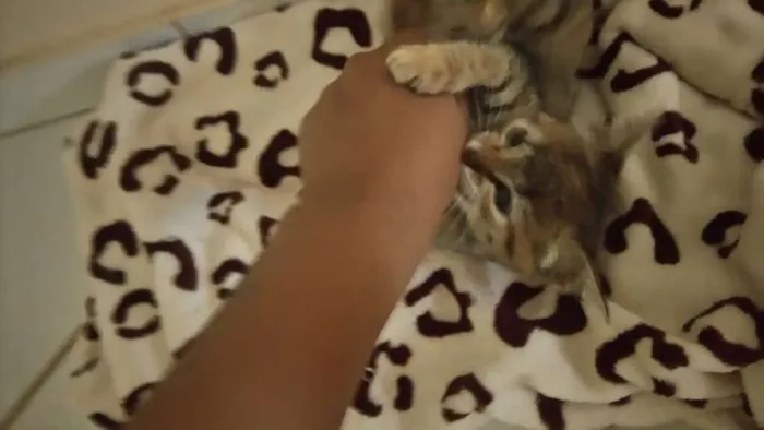 Gato raça srd idade Abaixo de 2 meses nome Fofinho