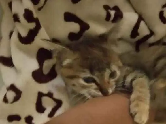 Gato raça srd idade Abaixo de 2 meses nome Fofinho