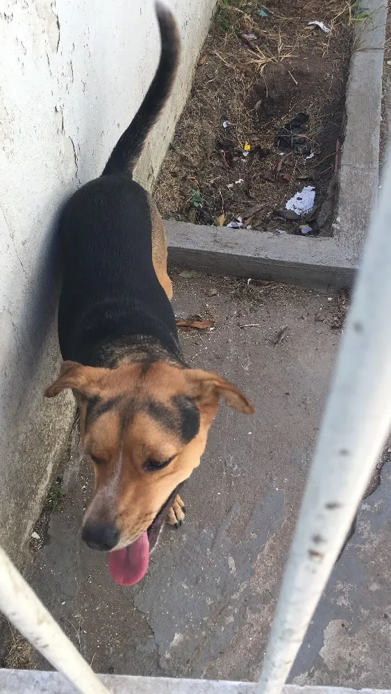Cachorro ra a Vira lata  idade 1 ano nome Lobinho