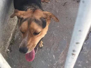 Cachorro raça Vira lata  idade 1 ano nome Lobinho