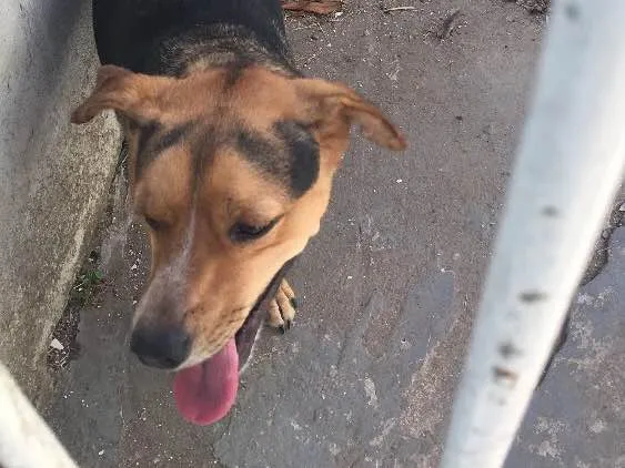 Cachorro ra a Vira lata  idade 1 ano nome Lobinho