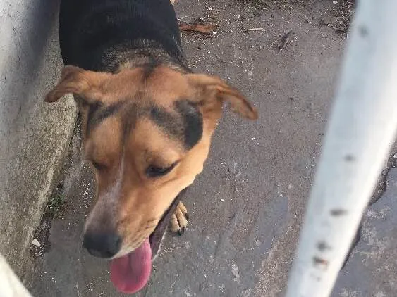 Cachorro ra a Vira lata  idade 1 ano nome Lobinho