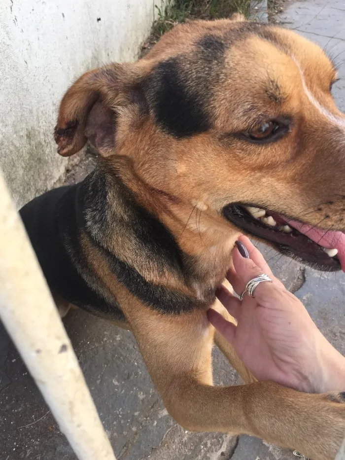 Cachorro ra a Vira lata  idade 1 ano nome Lobinho