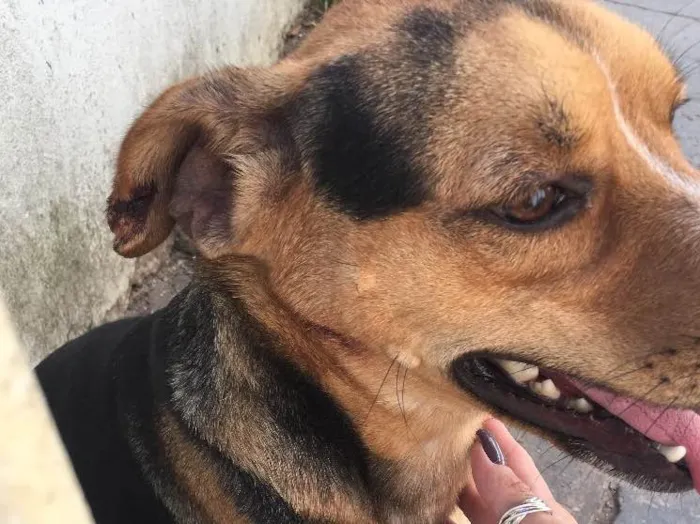 Cachorro ra a Vira lata  idade 1 ano nome Lobinho