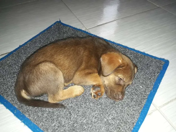 Cachorro ra a Labrador idade Abaixo de 2 meses nome Thor