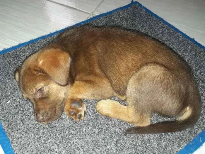 Cachorro ra a Labrador idade Abaixo de 2 meses nome Thor