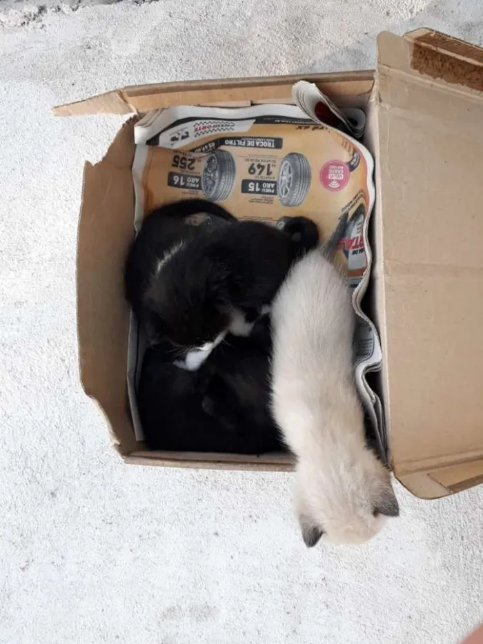Gato raça Gatos idade Abaixo de 2 meses nome Não tem