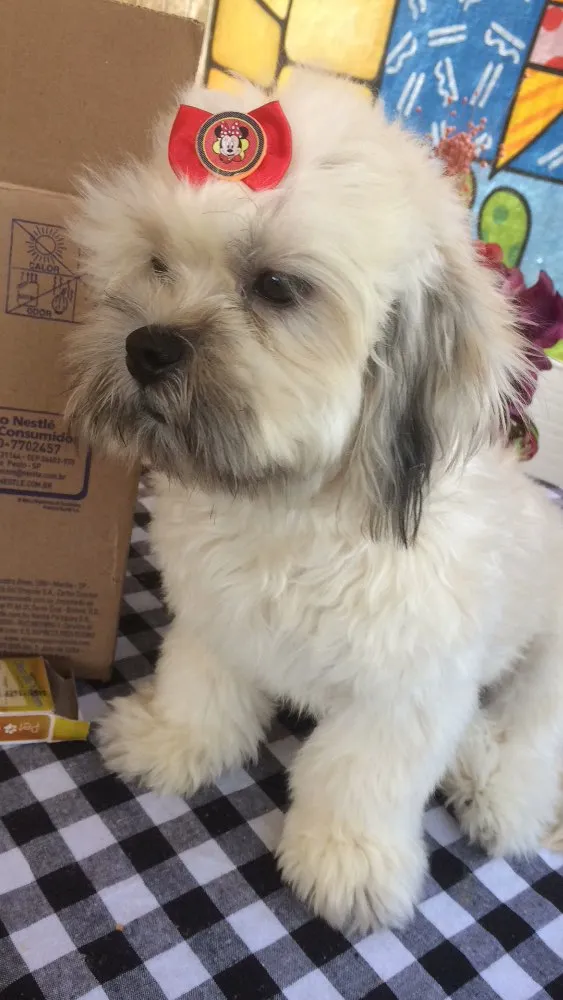 Cachorro ra a Lhasa apso  idade 7 a 11 meses nome Maya 