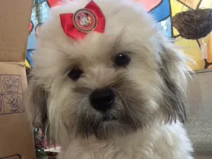 Cachorro raça Lhasa apso  idade 7 a 11 meses nome Maya 