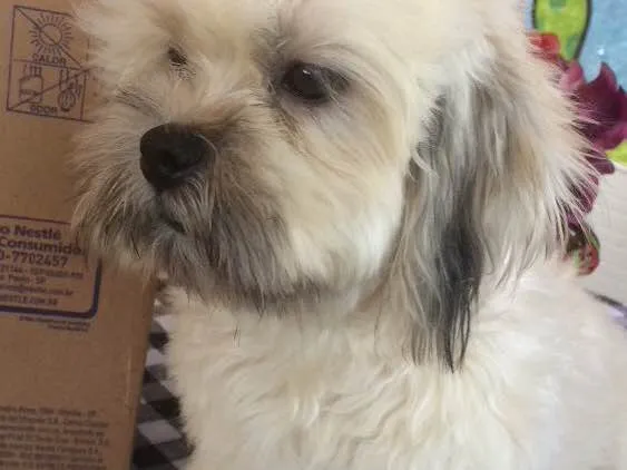 Cachorro ra a Lhasa apso  idade 7 a 11 meses nome Maya 