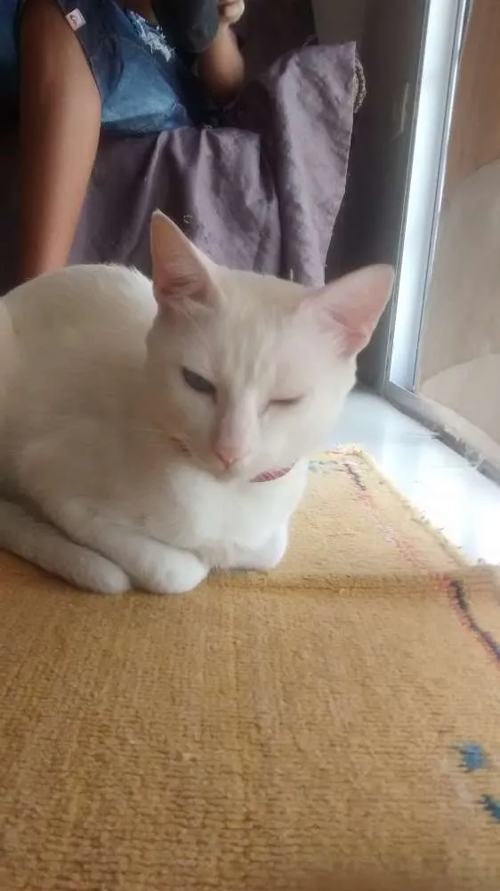 Gato ra a Vira lata idade 1 ano nome Mingau 