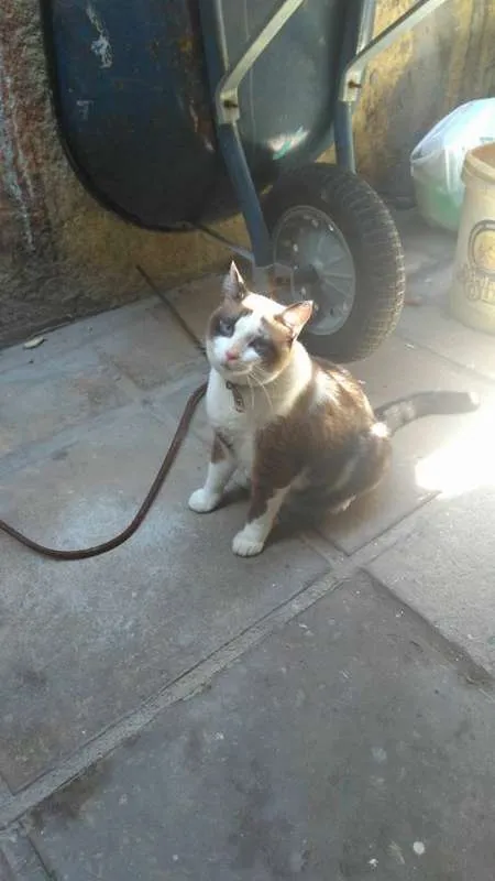 Gato ra a Siamês misturado idade 4 anos nome Mel