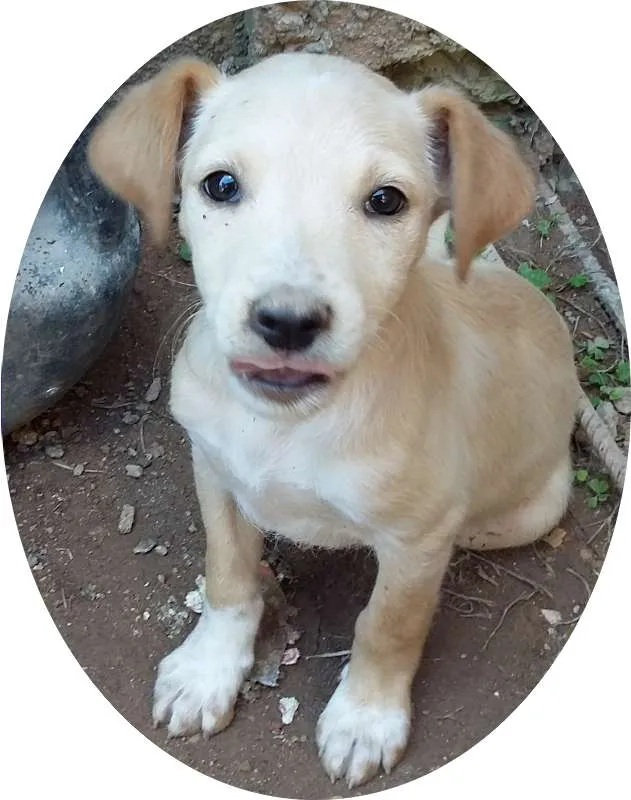 Cachorro ra a Vira lata idade 2 a 6 meses nome Jake