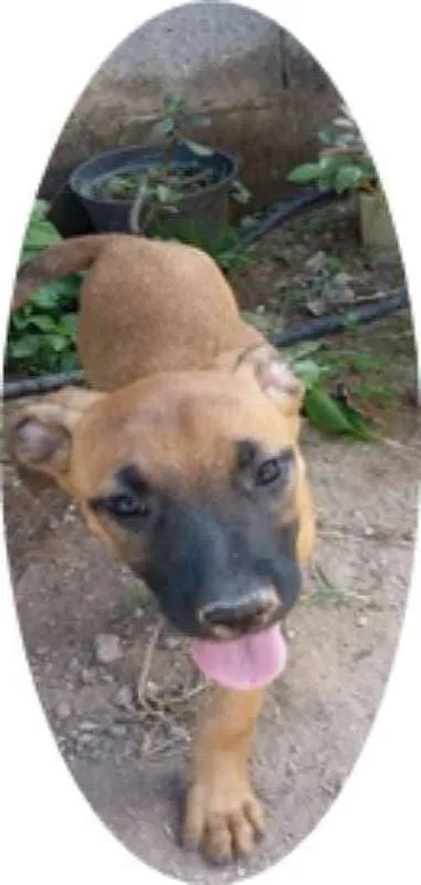 Cachorro ra a Vira Lata idade 2 a 6 meses nome Jujuba