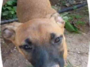 Cachorro ra a Vira Lata idade 2 a 6 meses nome Jujuba