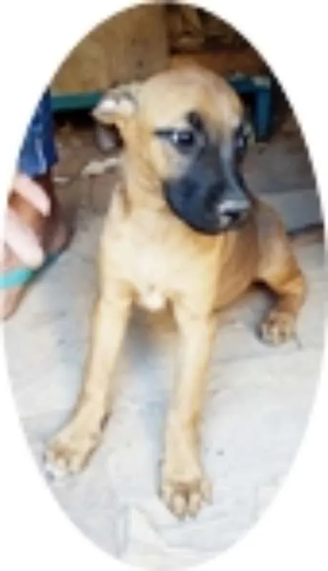 Cachorro ra a Vira Lata idade 2 a 6 meses nome Jujuba