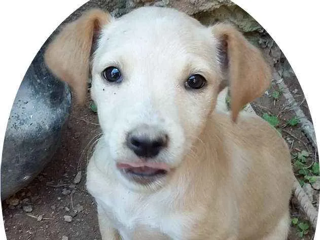 Cachorro ra a Vira lata idade 2 a 6 meses nome Jake