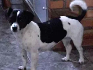 Cachorro raça SRD idade 3 anos nome Belinha