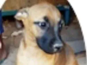Cachorro raça Vira Lata idade 2 a 6 meses nome Jujuba
