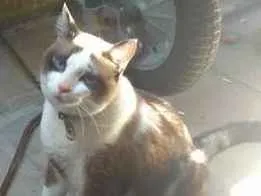 Gato raça Siamês misturado idade 4 anos nome Mel