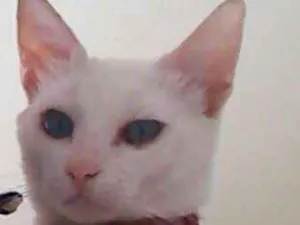 Gato raça Vira lata idade 1 ano nome Mingau 