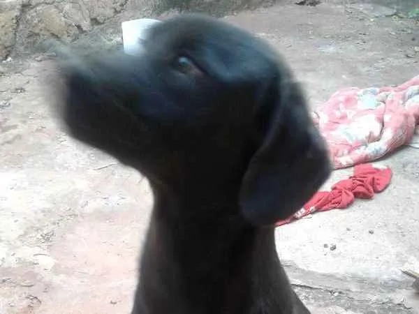 Cachorro ra a Labrador com vira lata idade 7 a 11 meses nome Pretinho