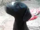 Cachorro raça Labrador com vira lata idade 7 a 11 meses nome Pretinho