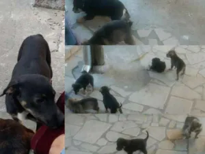 Cachorro raça Sem raça idade Abaixo de 2 meses nome Sem nome