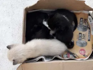 Gato raça Gatos idade Abaixo de 2 meses nome Não tem