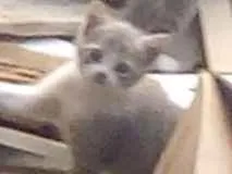 Gato raça Vira lata idade 2 a 6 meses nome Mel Shakira e Tom