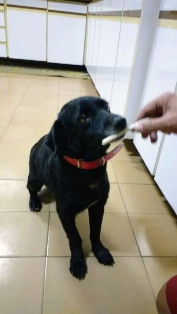 Cachorro ra a SRD idade 5 anos nome Negão