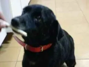 Cachorro raça SRD idade 5 anos nome Negão